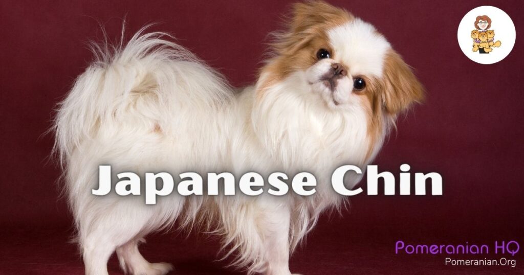 Japanese Chin