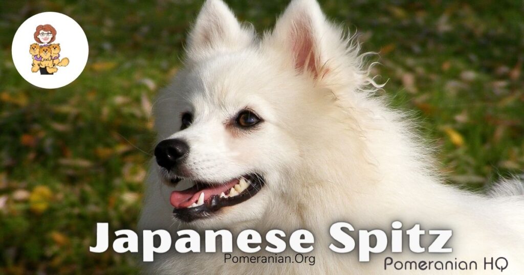 Pomeranian half hot sale japanese spitz