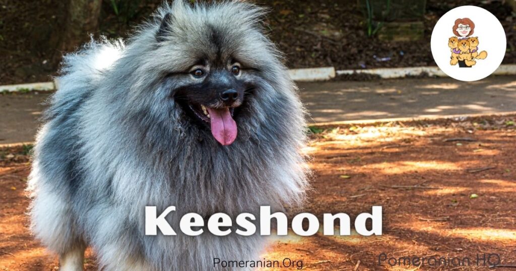 Keeshond