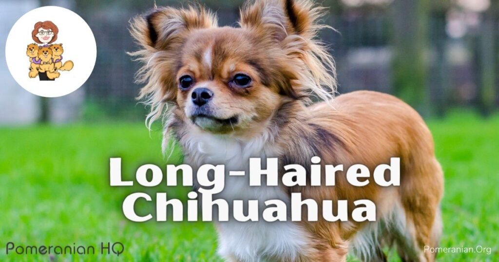 Long-Haired Chihuahua