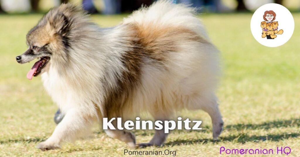 Miniature Spitz