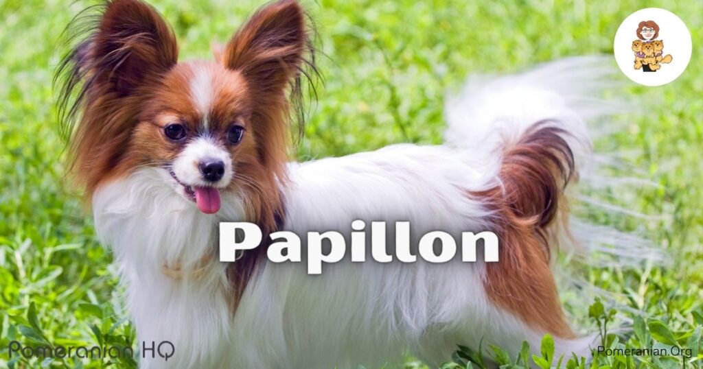 Papillon