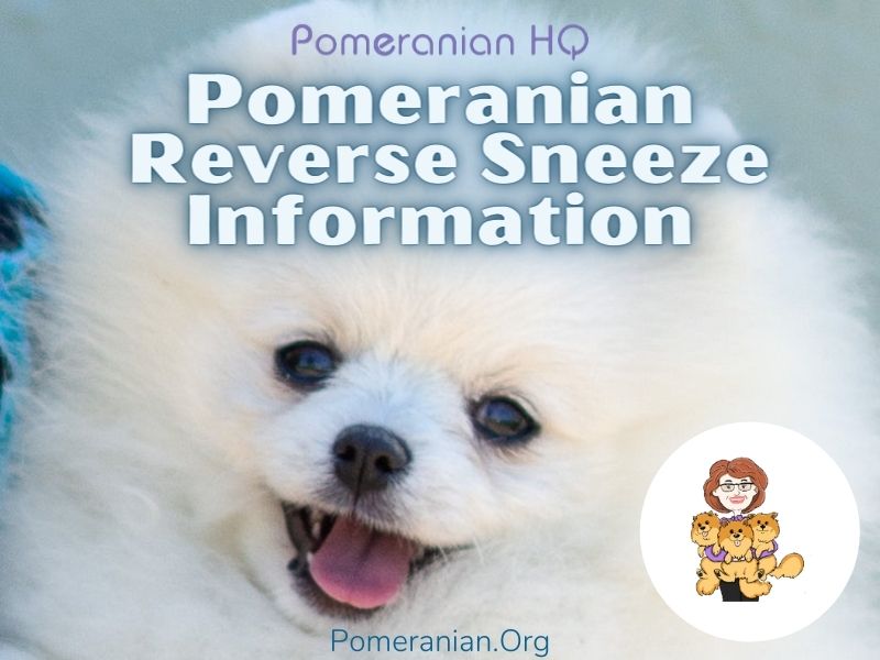 Pomeranian Reverse Sneeze Information