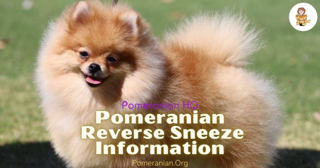 Pomeranian Reverse Sneeze Information