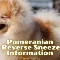 Pomeranian Reverse Sneeze Information