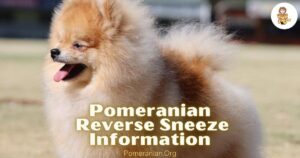 Pomeranian Reverse Sneeze Information