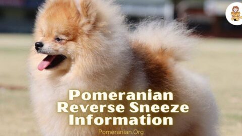 Pomeranian Reverse Sneezing: Causes, What to Do and When to See a Vet
