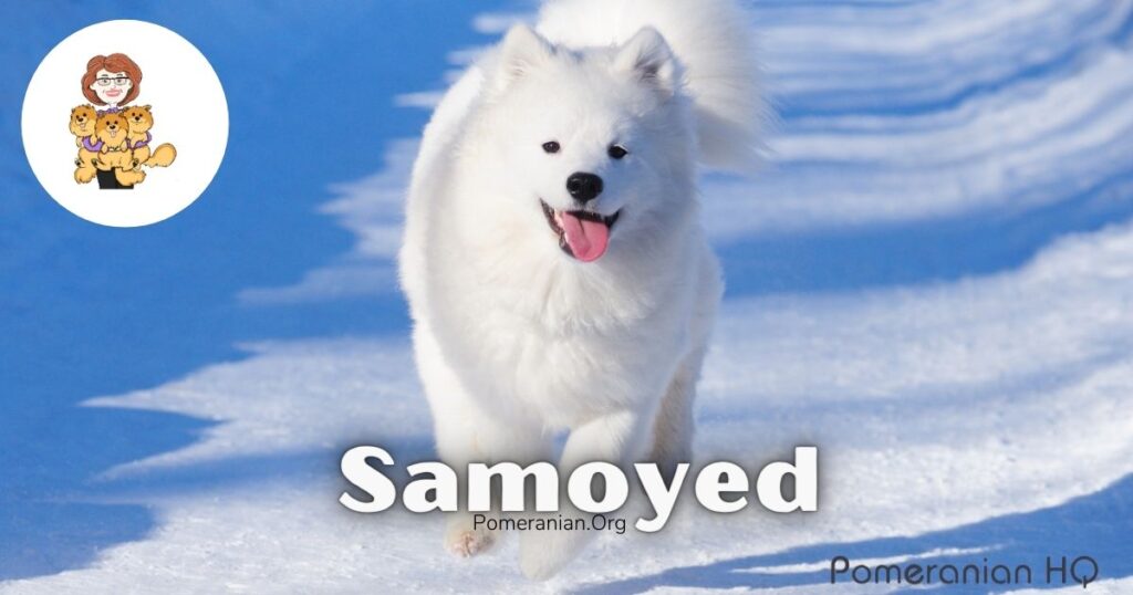 can a samoyed and a pomeranian be friends