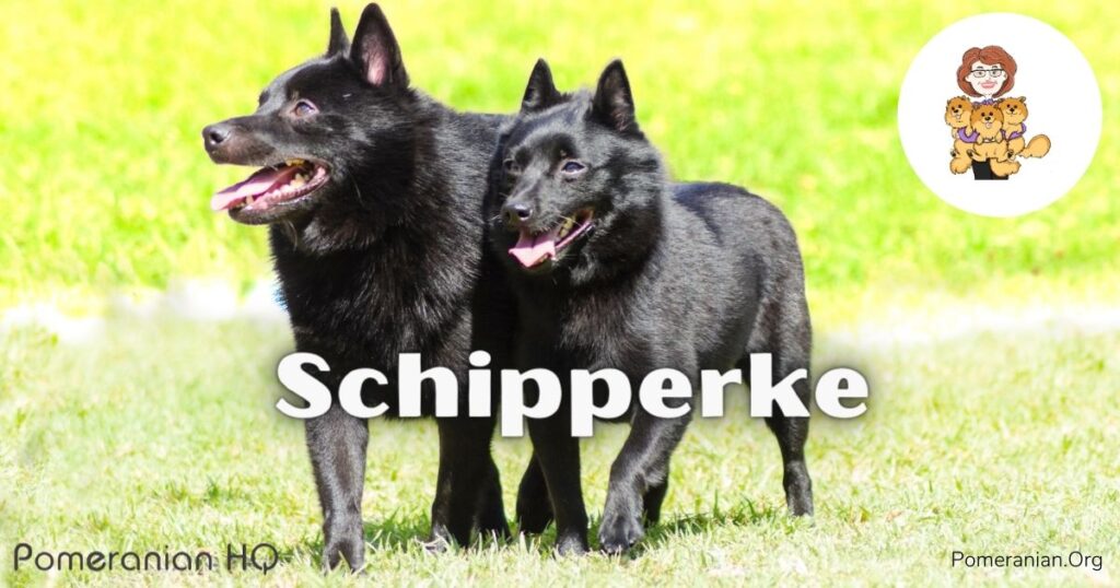 Schipperke