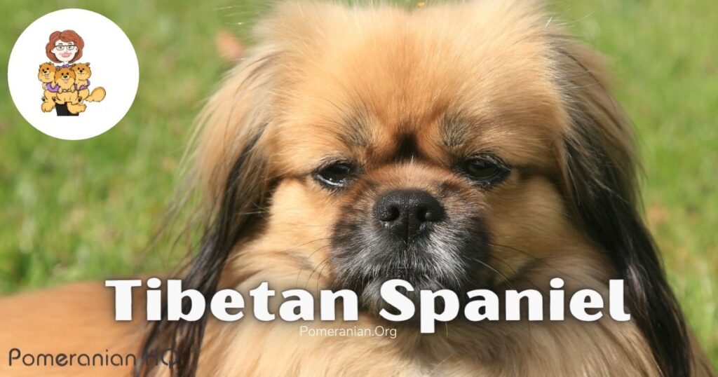 Tibetan Spaniel