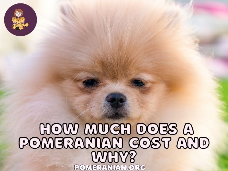 How Much Does a Pomeranian Cost and Why?
