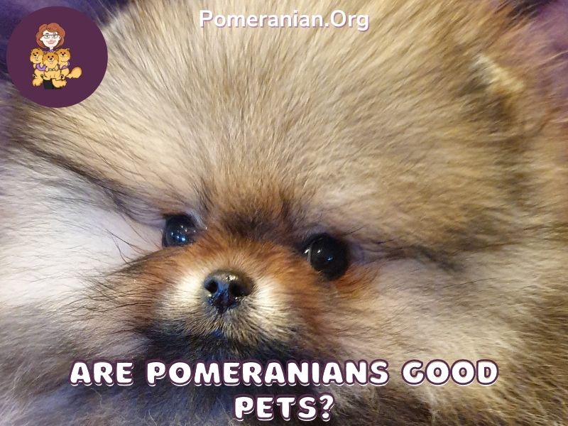 Are Pomeranians Good Pets?