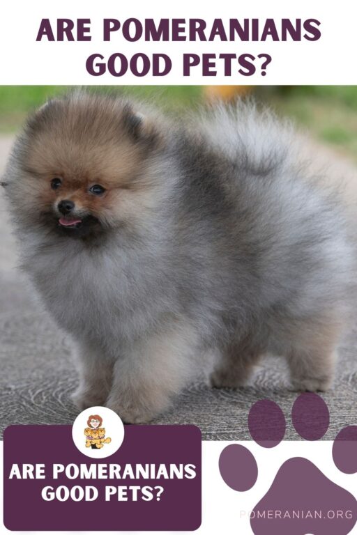 Are Pomeranians Good Pets? 21 Amazing Facts