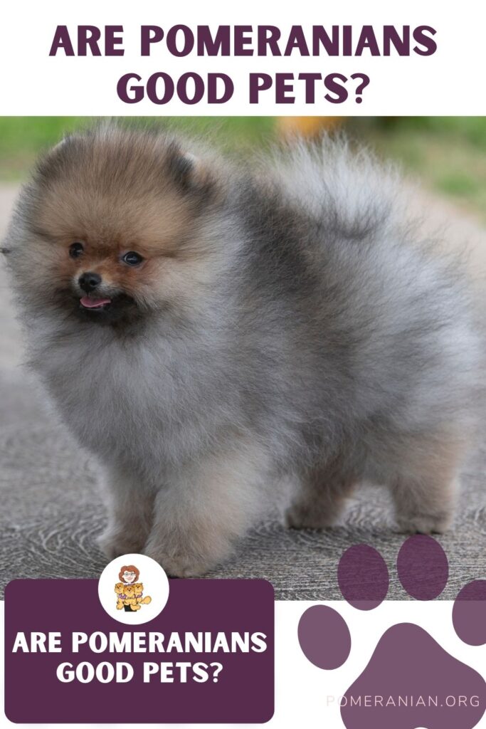 Are Pomeranians Good Pets?