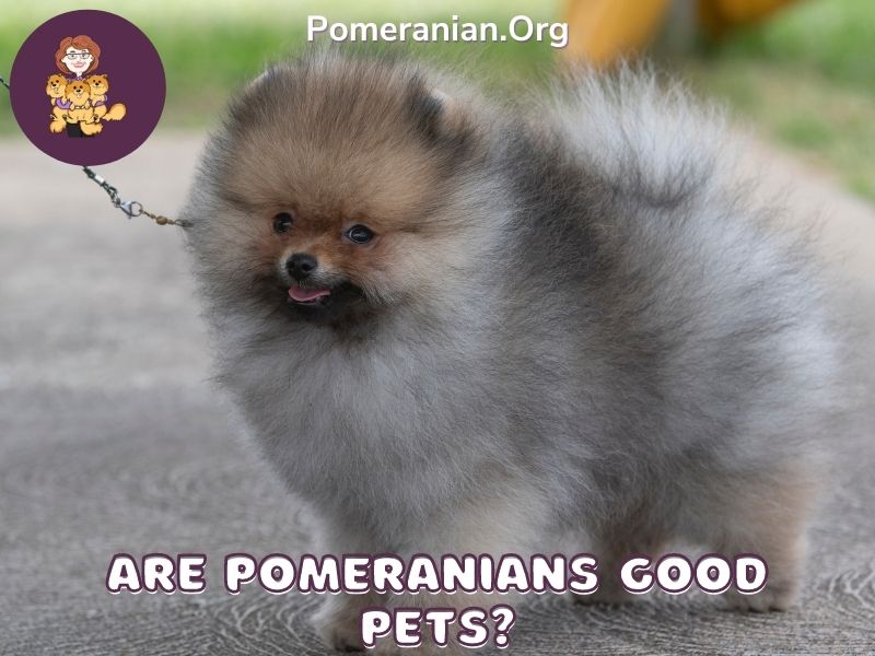 Are Pomeranians Good Pets?