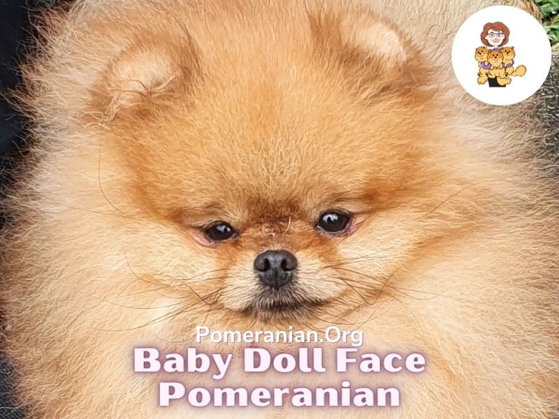 Baby Doll Face Pomeranian