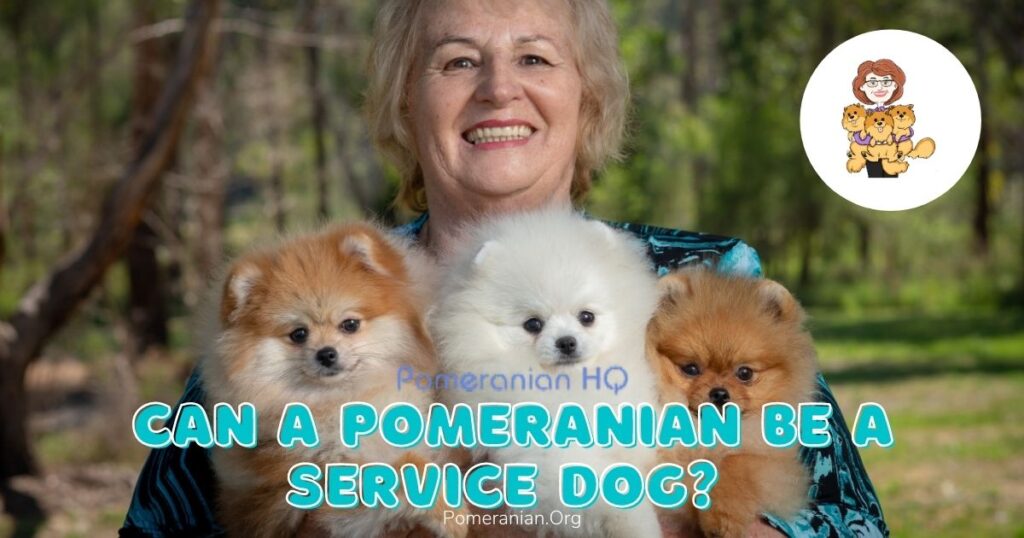 Pomeranian emotional sales support dog