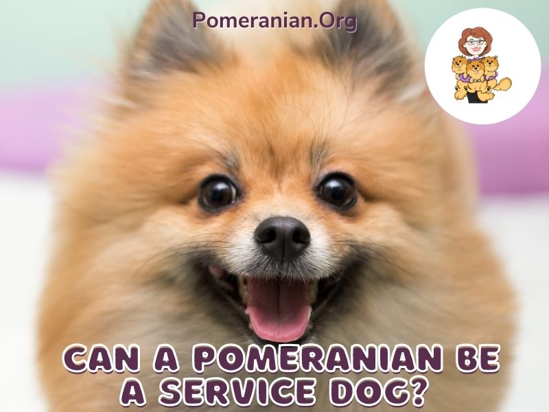 Can a Pomeranian Be a Service Dog?