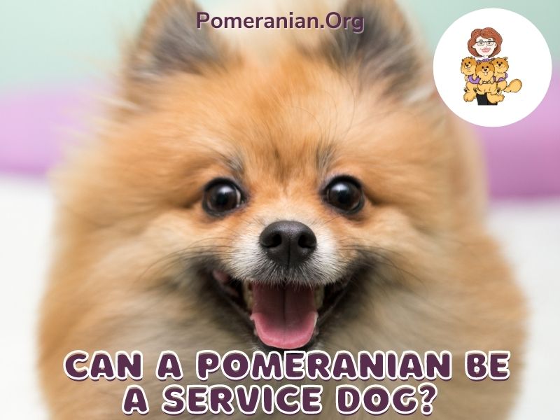 Pomeranian emotional sales support dog