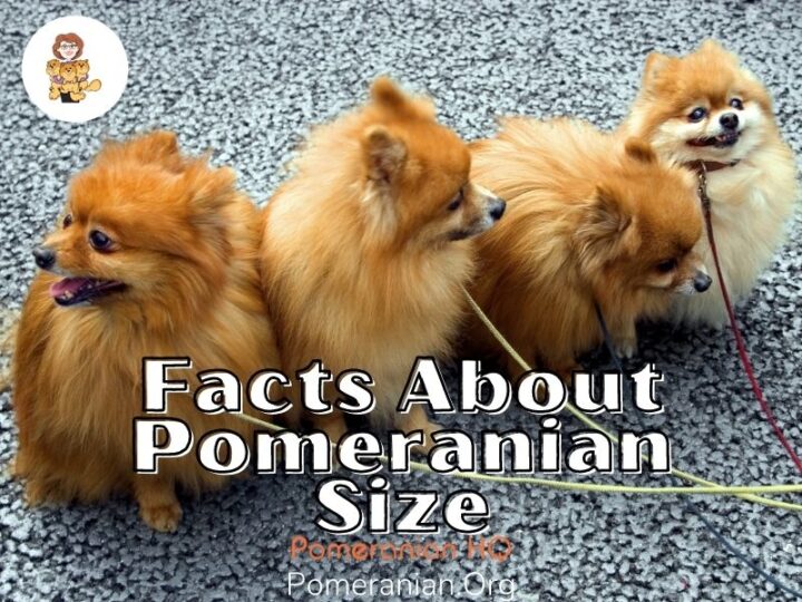 Facts About Pomeranian Size How Big Do Pomeranians Get?
