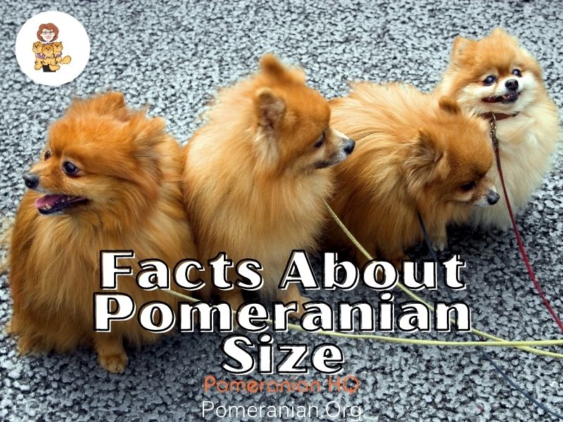 Facts About Pomeranian Size
