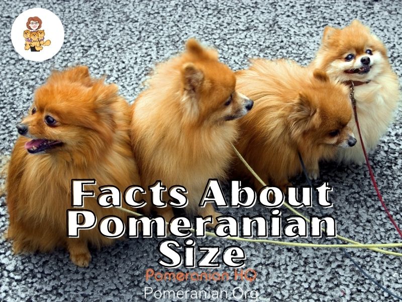 Facts About Pomeranian Size: How Big Do Pomeranians Get?