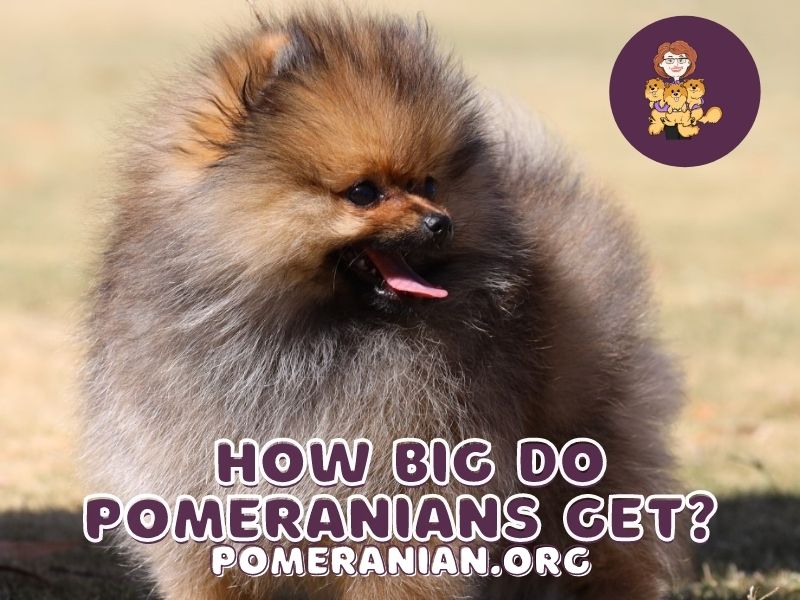 Do pomeranians hot sale grow big