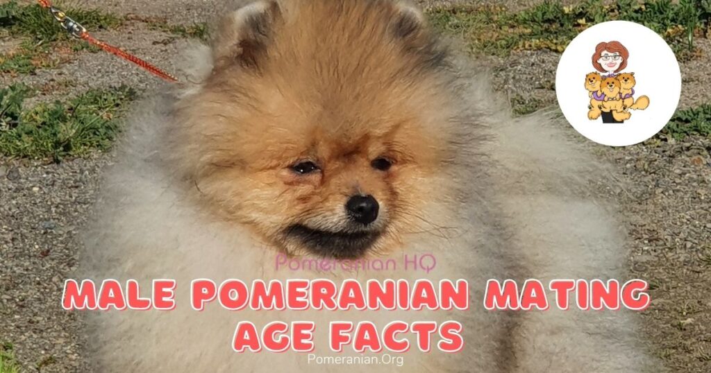 Male Pomeranian Mating Age Facts
