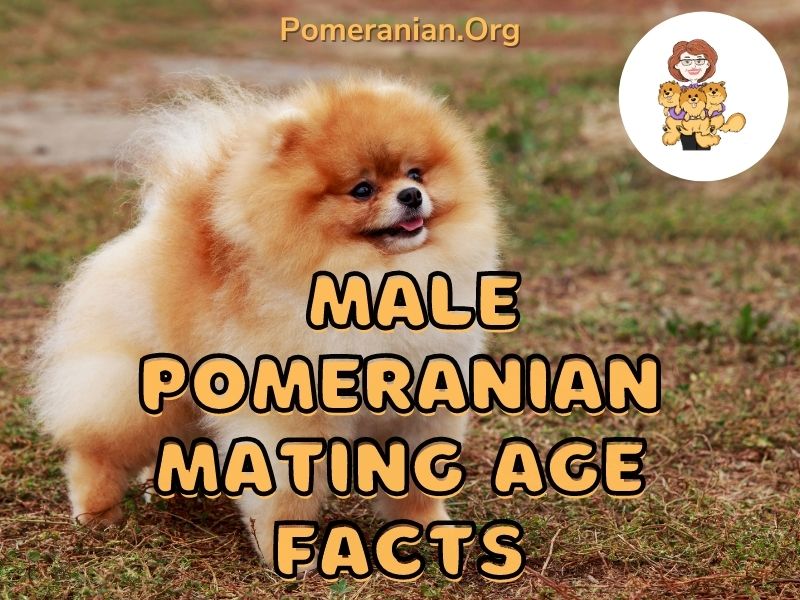Male Pomeranian Mating Age