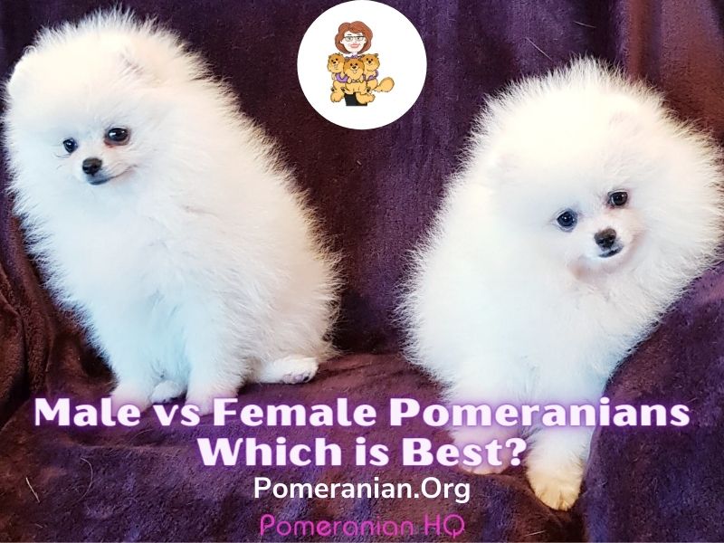 are male or female pomeranians better