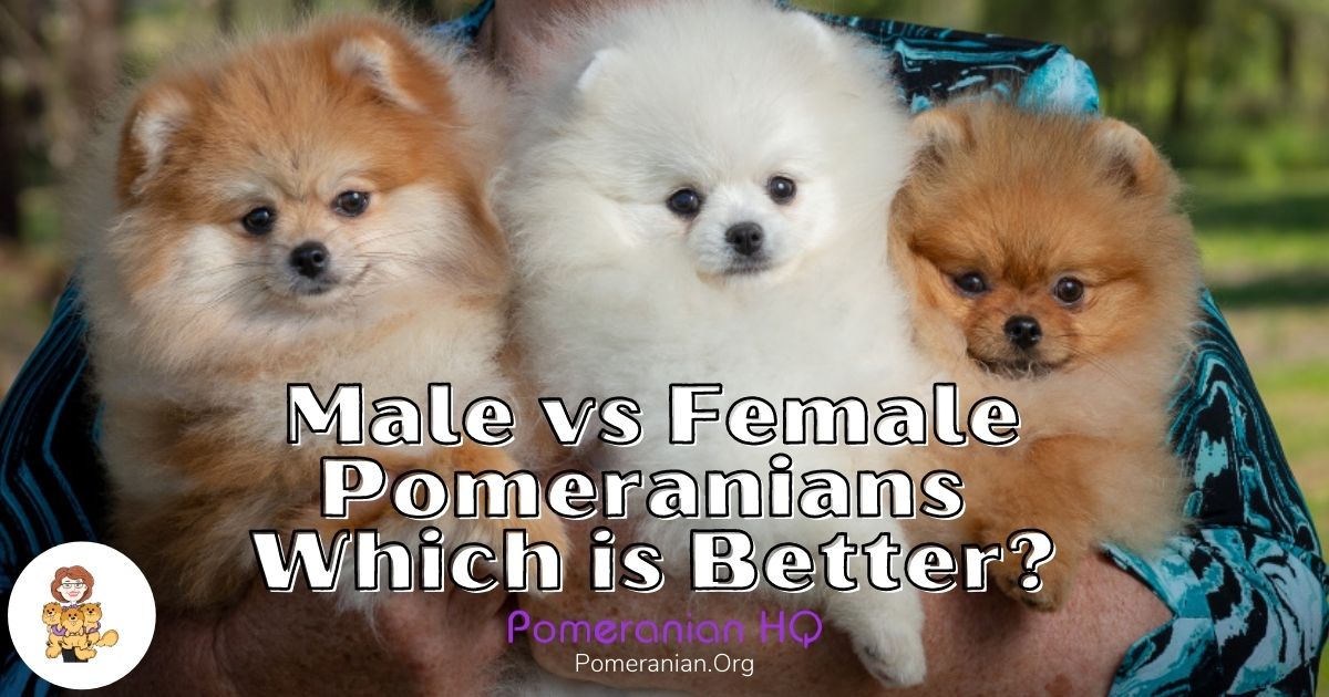 Are Male Or Female Pomeranians Better? 