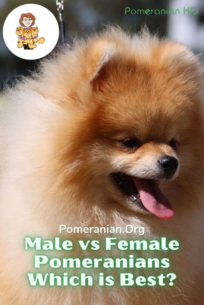Is a Pomeranian male or female the best?