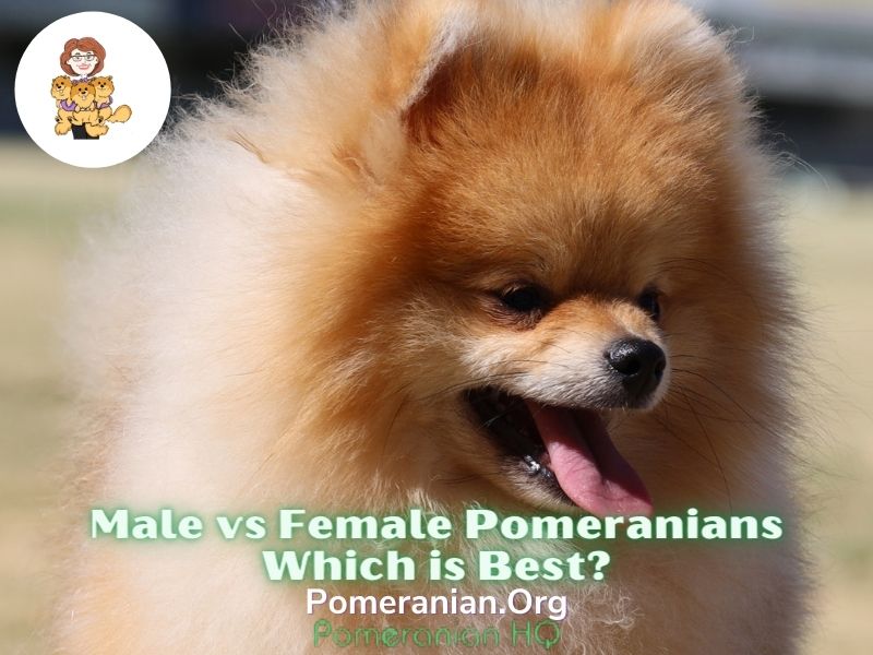 Male vs Female Pomeranian Dogs-Which is Best?