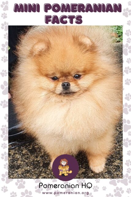 Mini Pomeranian Dog Breed Facts and Information