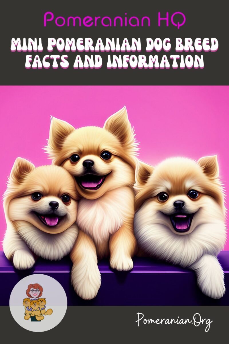 Mini Pomeranian Dog Breed Facts and Information