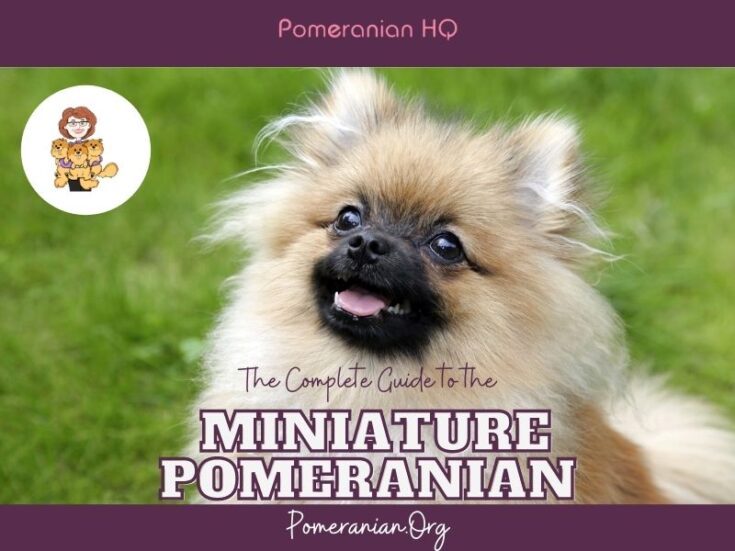 The Complete Guide to the Miniature Pomeranian