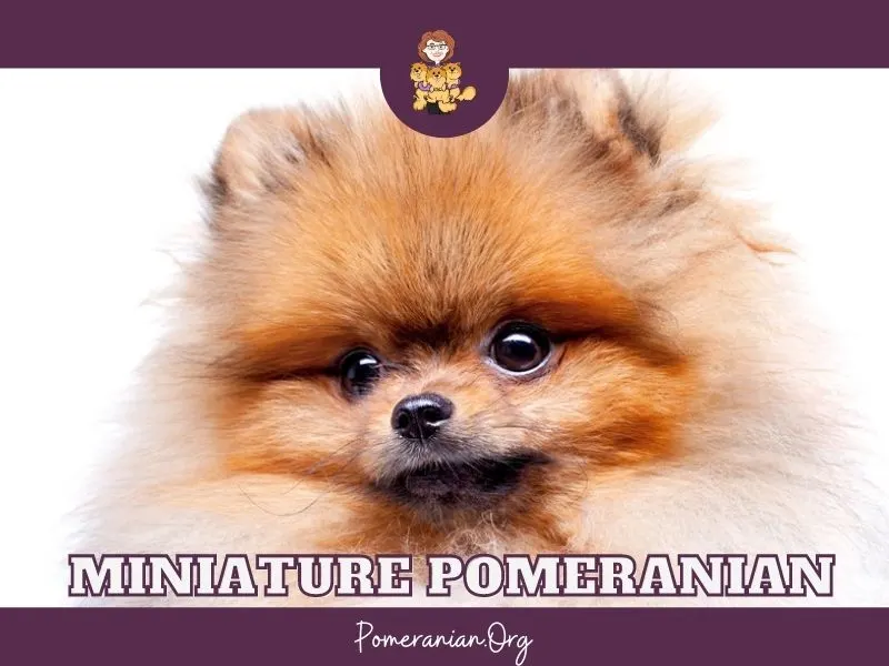 brown micro teacup pomeranian