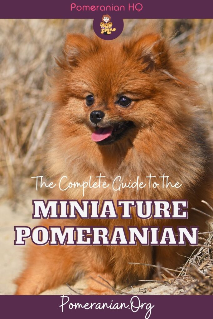 Miniature Pomeranian