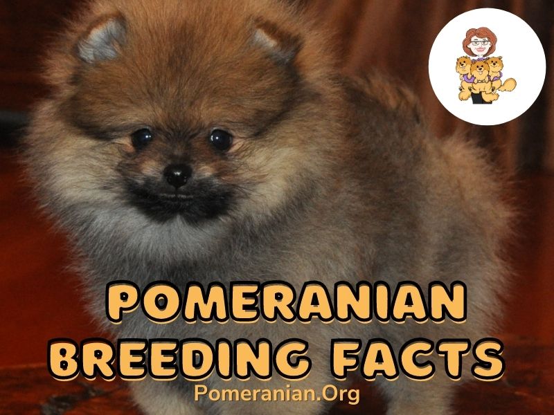 how many litters can a pomeranian have in a year