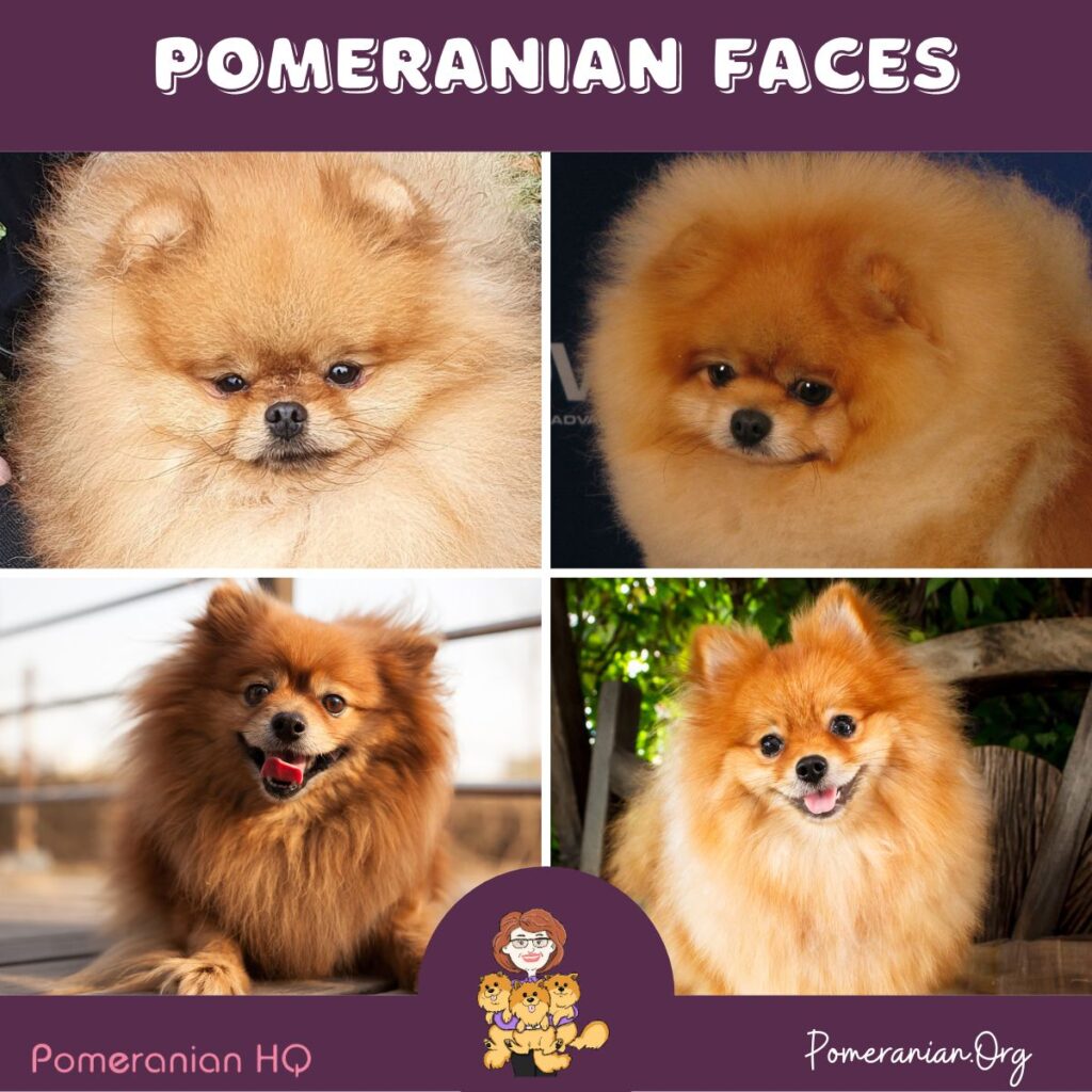 Pomeranian Faces. Teddy Bear, Baby Doll or Fox Face Pomeranians