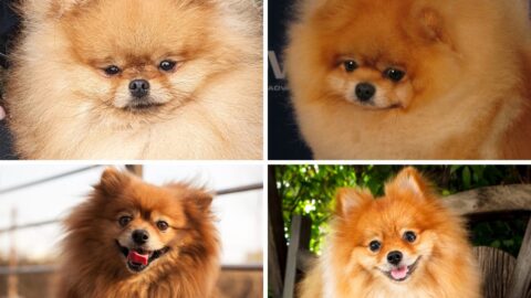 Pomeranian Faces: Teddy Bear Pomeranian, Baby Doll Pomeranian or Fox Face Pomeranian?