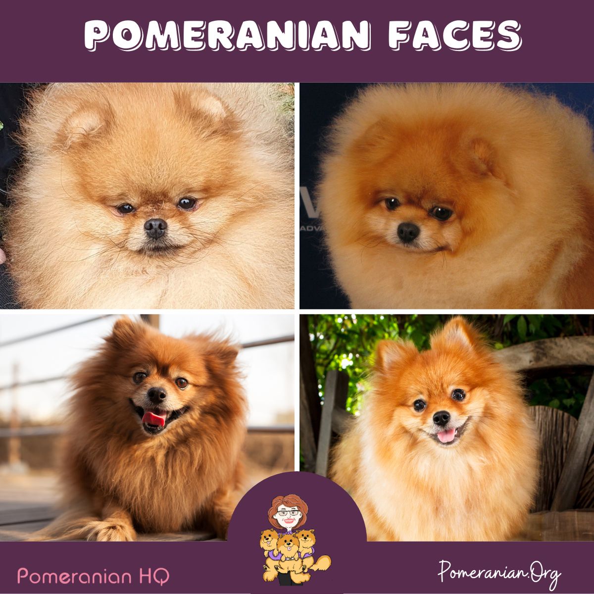 Pomeranian looks like store fox