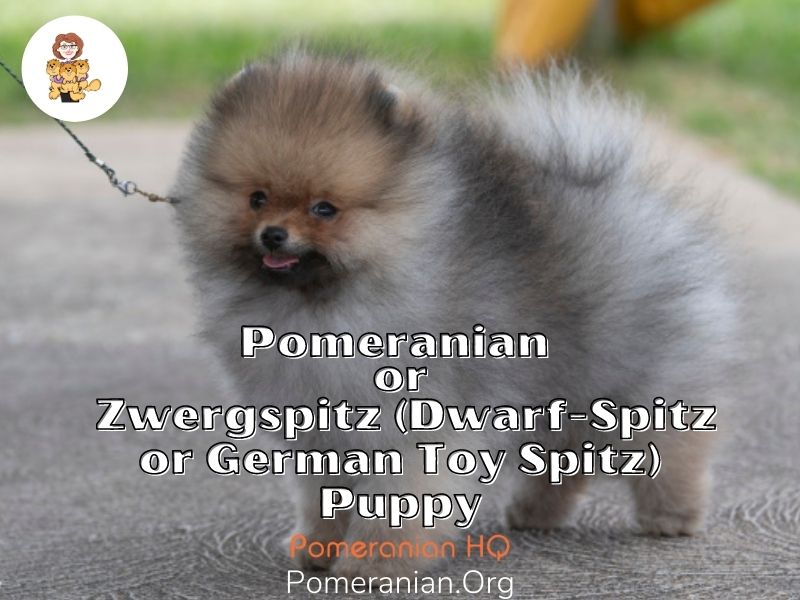 Pomeranian or Zwergspitz (Dwarf-Spitz or German Toy Spitz) Puppy