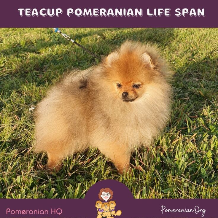 Teacup Pomeranian LifeSpan Facts and Information