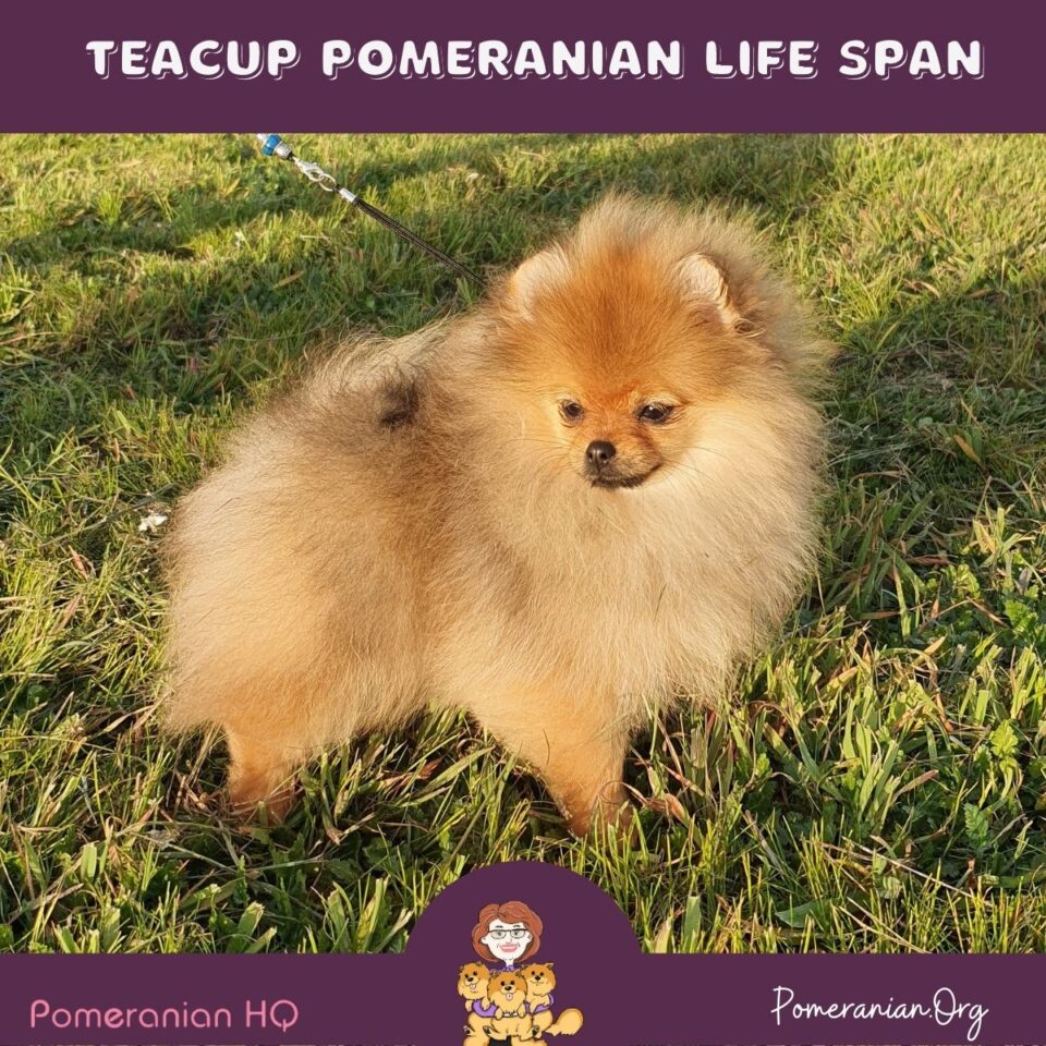 Teacup Pomeranian LifeSpan Facts and Information
