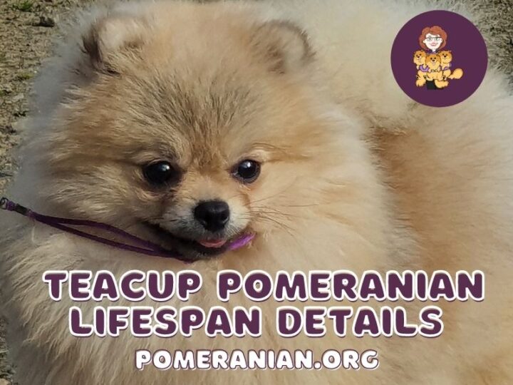 Teacup Pomeranian LifeSpan Facts and Information