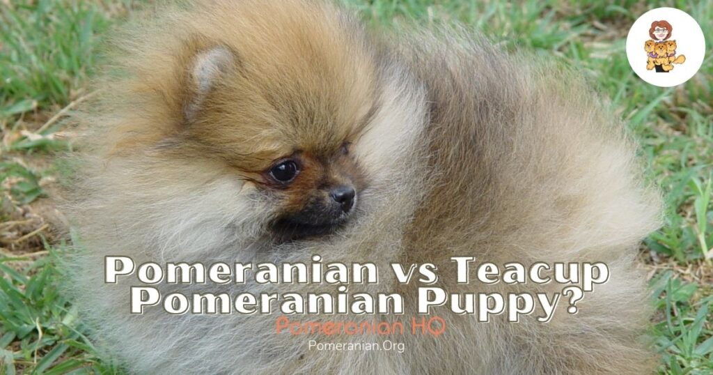 miniature pomeranian brown