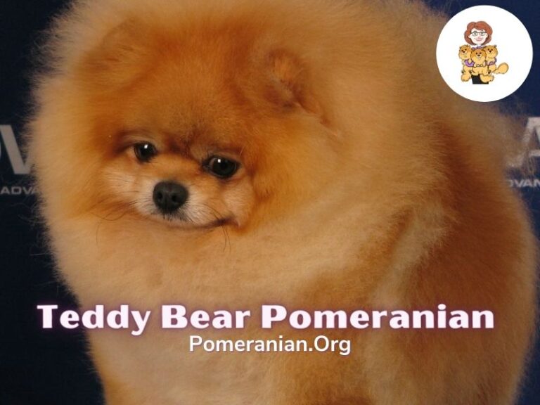 bear face pomeranian breeder