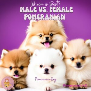 Male vs Female Pomeranian