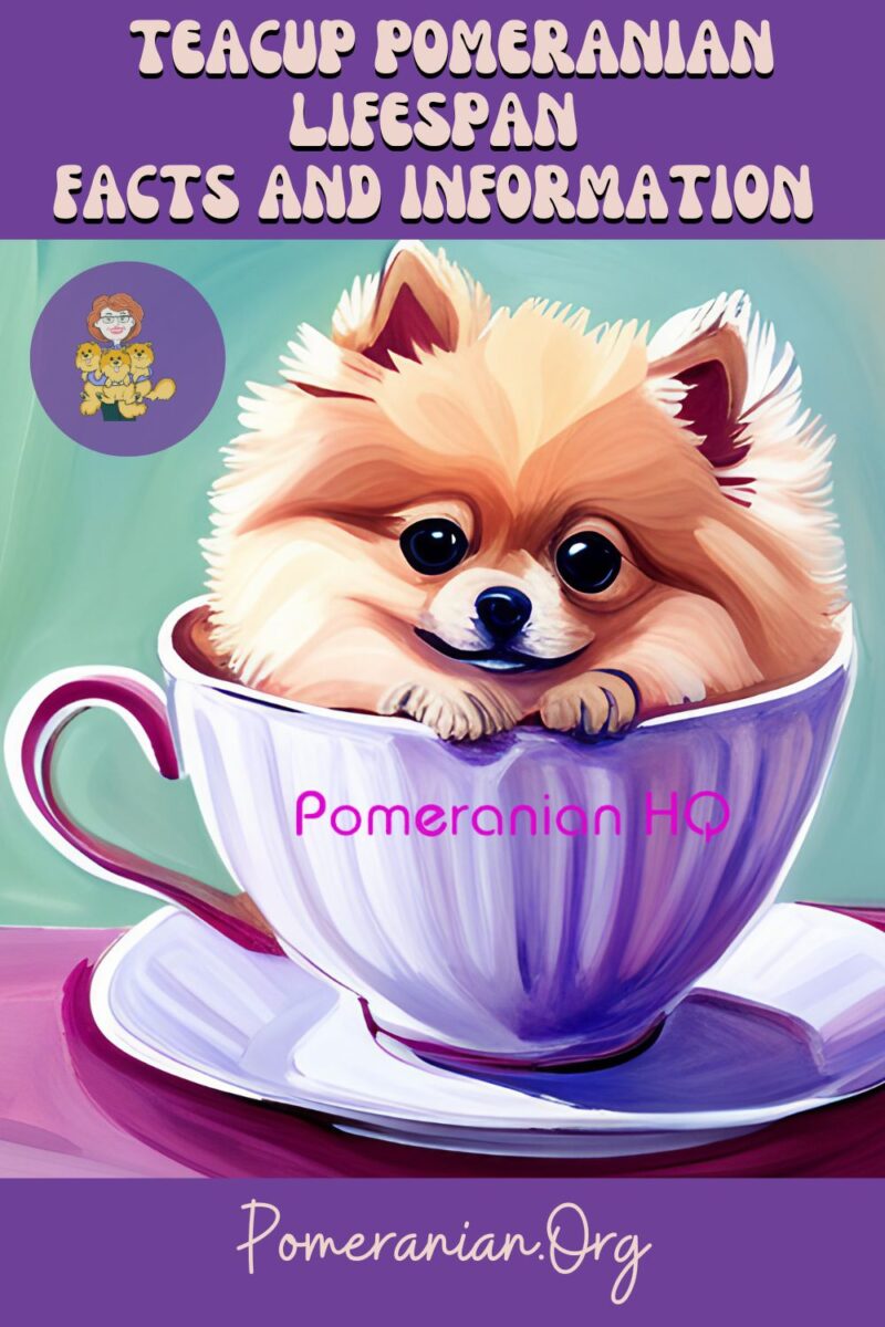 Teacup Pomeranian LifeSpan Facts and Information